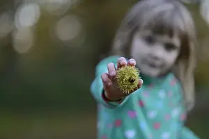 Autumn Prints: Young girl with Sweet Chestnuts in woodland in autumn Norfolk