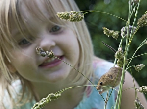 Young girl watching Harvest Mouse Micromys minutus mouse being released as part of Young girl watching Harvest Mouse Micromys minutus mouse being released as part of
