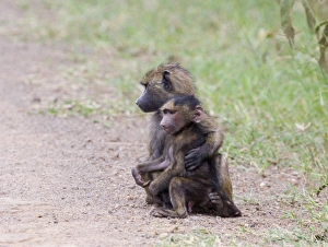 young Olive Baboons playing Kenya