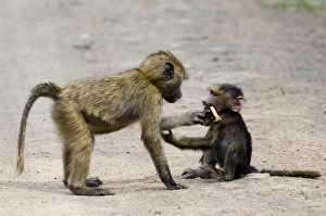 Play Prints: young Olive Baboons playing Kenya