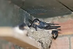 Nesting Prints: Young Swallows Hirundo rustica about to fledge Norfolk July