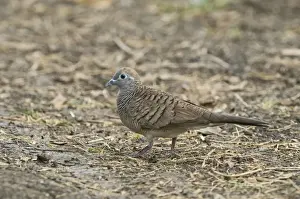 Dove Prints: Zebra Dove Geopelia striata Candaba Luzon Philippines
